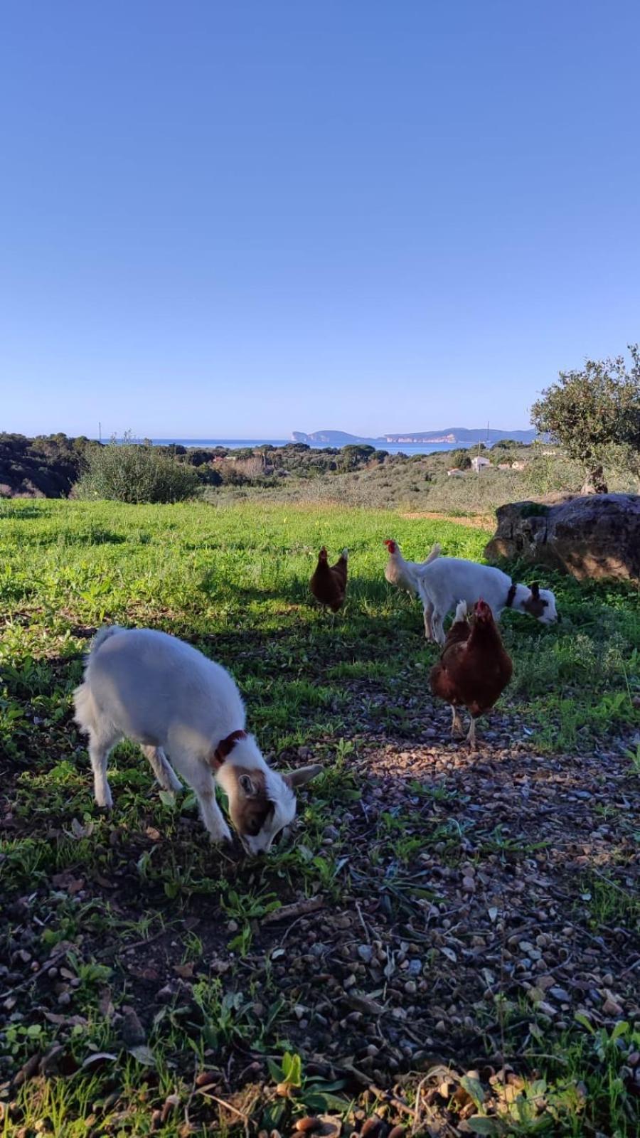 Villa Boeddu, Relax Tra Mare E Campagna Alghero Luaran gambar