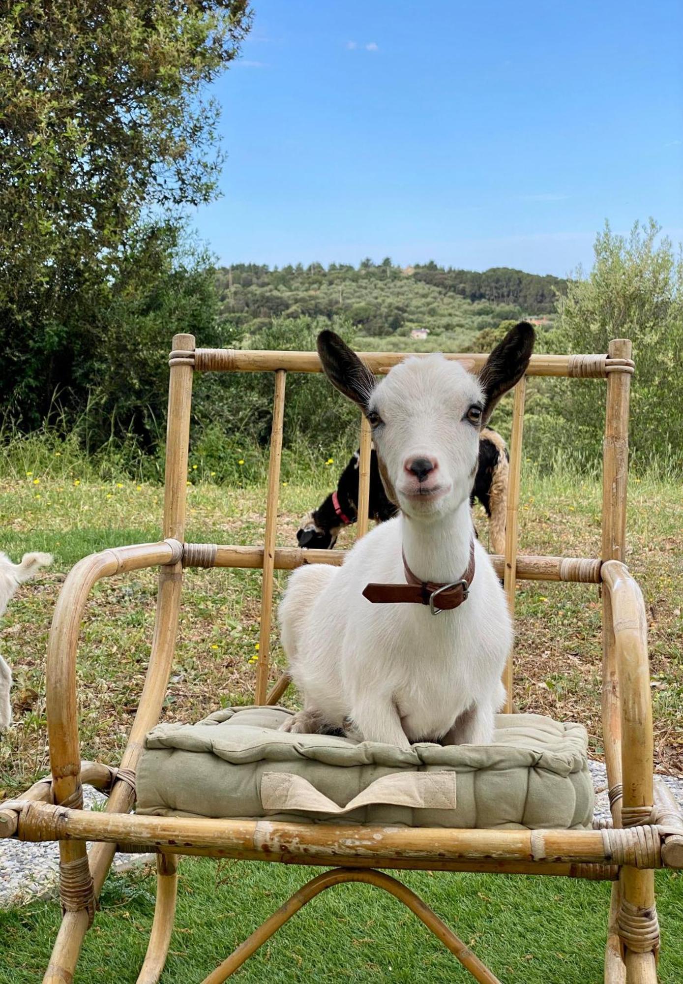 Villa Boeddu, Relax Tra Mare E Campagna Alghero Luaran gambar