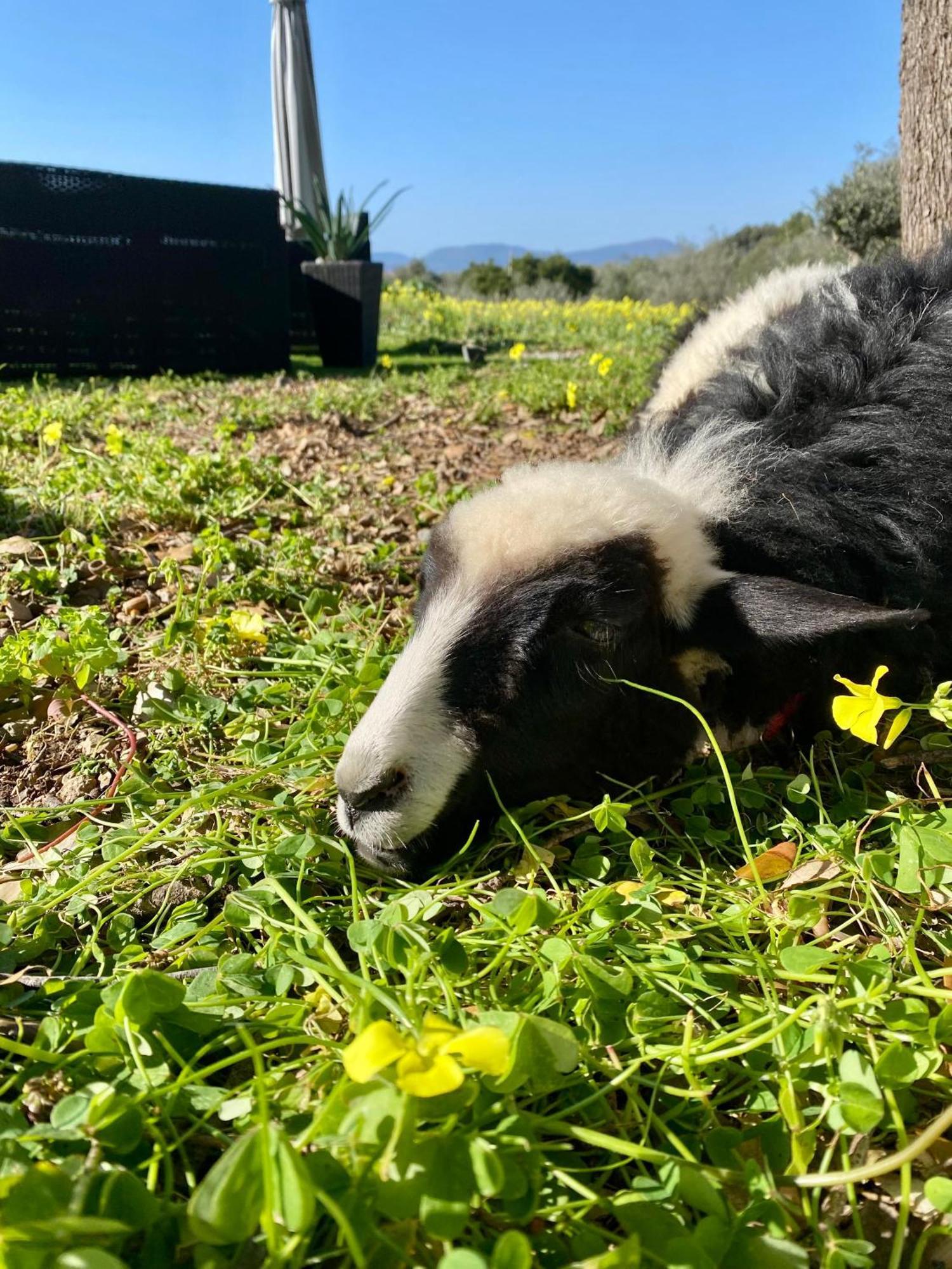 Villa Boeddu, Relax Tra Mare E Campagna Alghero Luaran gambar